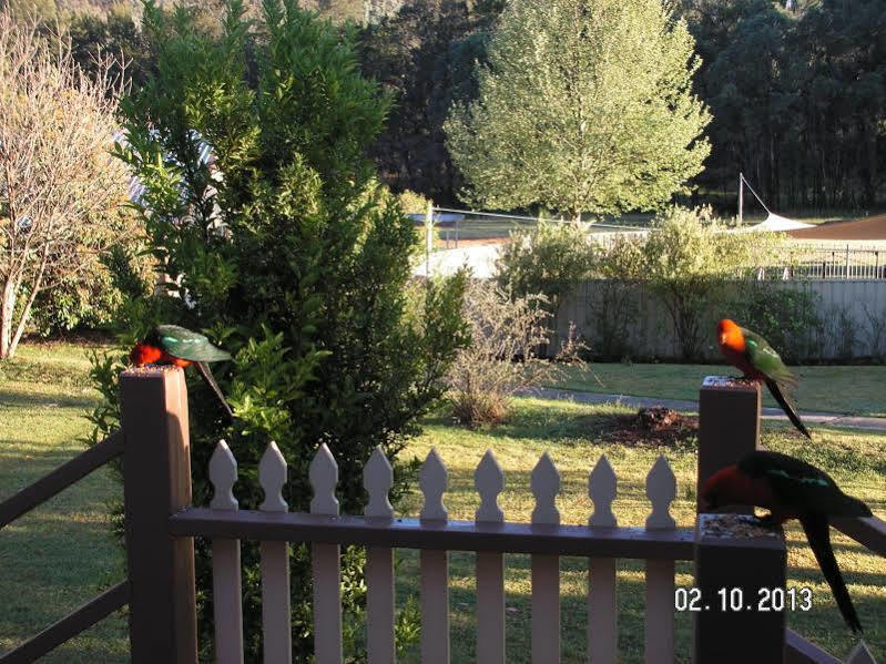 Warrumbungles Mountain Motel Coonabarabran Eksteriør billede